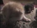 kitties kitties