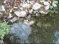 will it float? - dirty diaper in the cumberland
