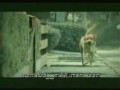 Perro Suicida