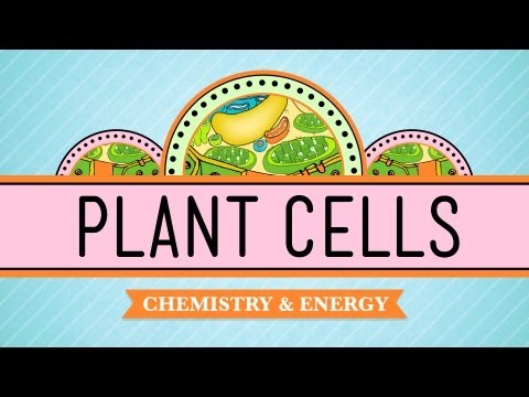 Plants and Animals: Cellular Differences Plants and Animals: Cellular Differences
