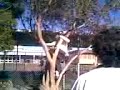 why is my frisbee in a tree