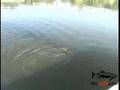 Bass Hits Popper Three Times