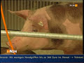 Schwein wird geschlachtet