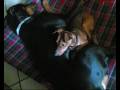 Vivere con un Dobermann