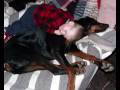 Vivere con un Dobermann