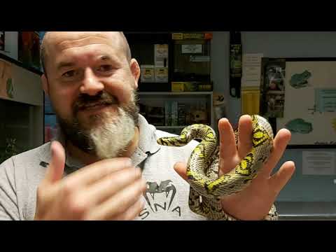 YouTube reptile video