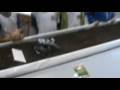 videos de Horta