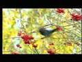 The Urban Birder on The One Show - Parakeets