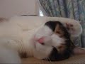 落ちそうな猫