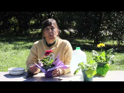 how to grow gerbera plants