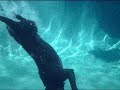 diving dog diving dog