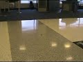 Cockroach at Houston Airport Cockroach at Houston Airport