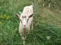 Goats in Saint-Nicodème Côtes-d\ Goats in Saint-Nicodème Côtes-d\