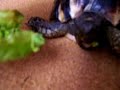 Poupounette la jolie petite tortue Poupounette la jolie petite tortue