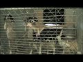 Documentary for Southern Pines Animal Shelter