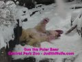 Gus the Polar Bear in the Snow.mov