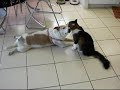 My Pets World Premier Music Video