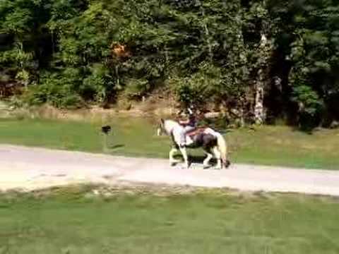 Drum Horse in Western tack, no ...