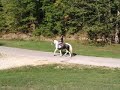 Drum Horse in Western tack, no stirrup mount, trot Drum Horse in Western tack, no stirrup mount, trot