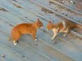 Cat Fighting ????? Cat Fighting ?????