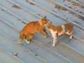 Cat Fighting ليبية