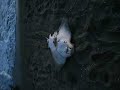 Alameda Beach and Dead Sting Ray