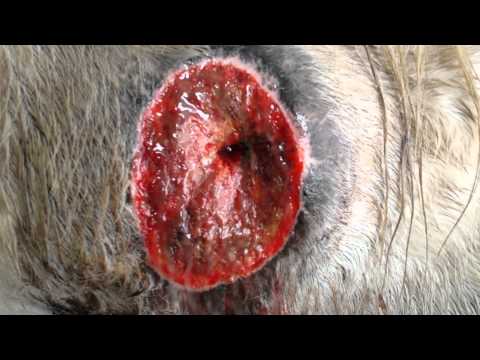 how to care emu