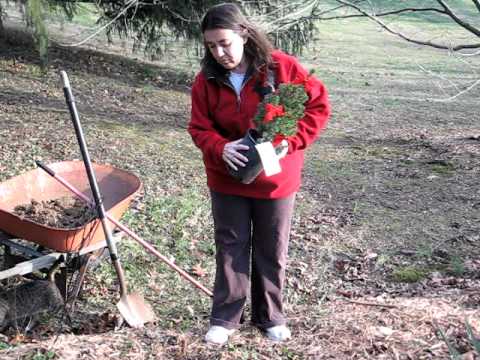 how to replant blue spruce