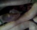 Paulina comiendo