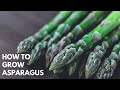 THE PRODUCE GARDEN - growing asparagus