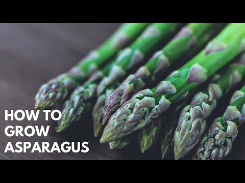 how to fertilize asparagus organically
