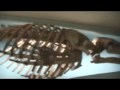 ancestor bones