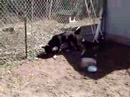 Marquette County Humane Society-Snoopy2
