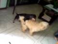 videos de cute scandal