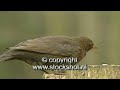 Blackbirds are famously vocal and are the subject of many well-known songs and verses. Only the male bird is black - females are brown with a streaky breast. Males have a bright yellow beak and ring around their eye . They are among the first birds to sing at dawn and the last to finish at dusk. Their song is flute-like, varied and, unlike that of their close relative the song thrush, does not contain repeated phrases. Many consider the song more beautiful even than that of the nightingale.Visit WWW.STOCKSHOT.NL for highres version or broadcast video footage. More shots available! Formats 4:3 and 16:9.