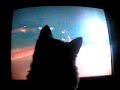 My cat Buster likes skate videos