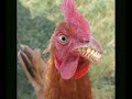 Testing the predictions made by both evolution and creationism / intelligent design. Creation Vs Evolution Creationism Theories Creation Vs. Evolution Debate Creationism Vs Evolution Evidence of Creationism Creationism Evolution Arguments Human Evolution Proof of Creation Facts...