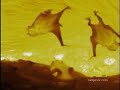 Vampire Bats Vampire Bats