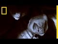 Vampire Bats