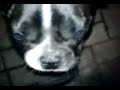Kampfhund