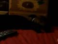 videos de Kira gets excited