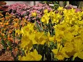 Click here to watch this video Macy's Minneapolis 2012 Spring Flower Show.wmv