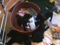 Thandi's first (all-black) litter: milk bottle fun!