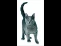 Bluestar The Noble Leader Of ThunderClan Bluestar The Noble Leader Of ThunderClan