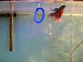 Betta fish training session