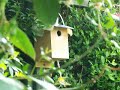 A summer afternoon in my garden watching Rosie in the Wendy house, the baby great tits in the nest box about to fledge, the young starlings being fed by their parents on the lawn, a sneaky jackdaw and some sparrows.