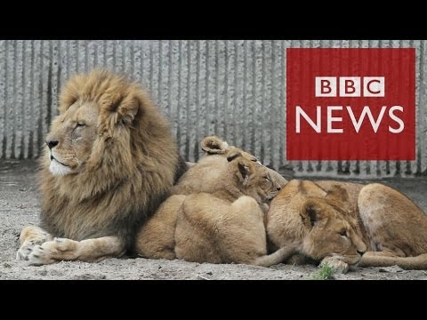 Zoo Denmark - A zoo in Denmark that provoked outrage after putting down a healthy giraffe has killed a family of 4 lions to make way for a new young male lion. Copenhagen ...