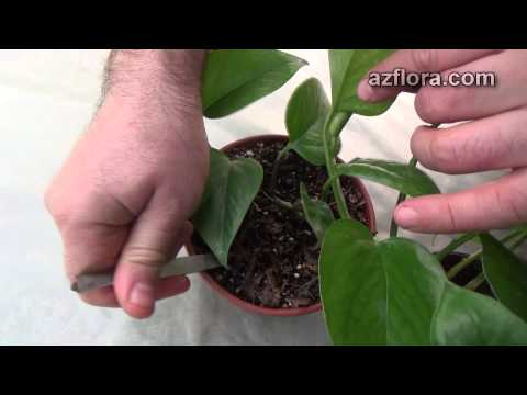 how to transplant philodendron cuttings