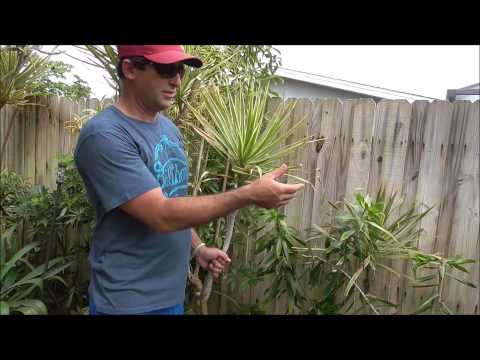 how to grow dracaena