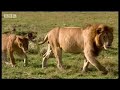 BBC: Lion Out of Africa? Trophy Lion Manes and Hunting Polit